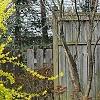 Forsythia viridissima, habit
