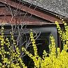 Forsythia viridissima, habit