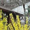 Forsythia viridissima, habit