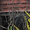 Forsythia viridissima, habit