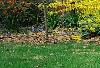 Forsythia viridissima, habit