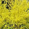 Forsythia viridissima, habit