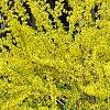 Forsythia viridissima, habit