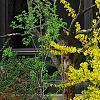 Forsythia viridissima, habit