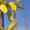 Forsythia viridissima, flowers