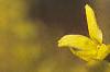Forsythia viridissima, flowers