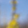 Forsythia viridissima, flowers