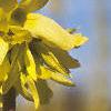 Forsythia viridissima, flowers