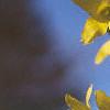 Forsythia viridissima, flowers