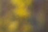 Forsythia viridissima, flowers