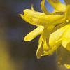 Forsythia viridissima, flowers