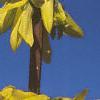 Forsythia viridissima, flowers