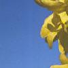 Forsythia viridissima, flowers