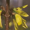 Forsythia viridissima, flowers