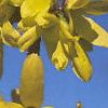 Forsythia viridissima, flowers