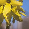 Forsythia viridissima, flowers