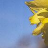 Forsythia viridissima, flowers