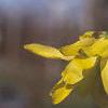 Forsythia viridissima, flowers