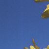 Forsythia viridissima, flowers