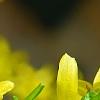 Forsythia viridissima, flowers