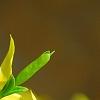 Forsythia viridissima, flowers