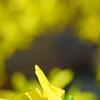 Forsythia viridissima, flowers