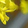 Forsythia viridissima, flowers