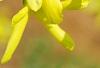 Forsythia viridissima, flowers