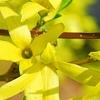 Forsythia viridissima, flowers