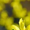 Forsythia viridissima, flowers