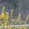 Forsythia viridissima 'Klein', habit