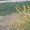 Forsythia viridissima 'Klein', habit