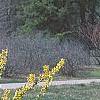 Forsythia viridissima 'Klein', habit