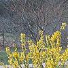 Forsythia viridissima 'Klein', habit