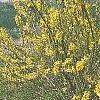 Forsythia viridissima 'Klein', habit