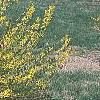 Forsythia viridissima 'Klein', habit