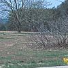 Forsythia viridissima 'Klein', habit