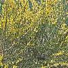 Forsythia viridissima 'Klein', habit