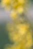 Forsythia viridissima 'Klein', flowers