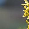 Forsythia viridissima 'Klein', flowers