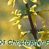 Forsythia viridissima 'Klein', flowers