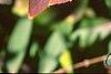 Forsythia koreana, fall color