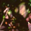 Forsythia koreana, fall color