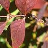 Forsythia koreana, fall color