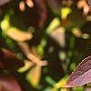 Forsythia koreana, fall color