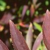 Forsythia koreana, fall color