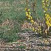 Forsythia 'Courtalyn', habit