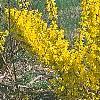 Forsythia 'Courtalyn', habit