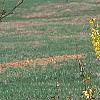 Forsythia 'Courtalyn', habit