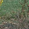 Forsythia 'Courtalyn', habit